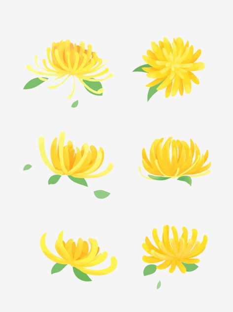 Chrysanthemum Painting Easy, Yellow Drawing Ideas, Painted Chrysanthemum, Chrysanthemum Illustration, Flower Wreath Illustration, Chrysanthemum Painting, Flower Chrysanthemum, Yellow Chrysanthemum, Wreath Illustration