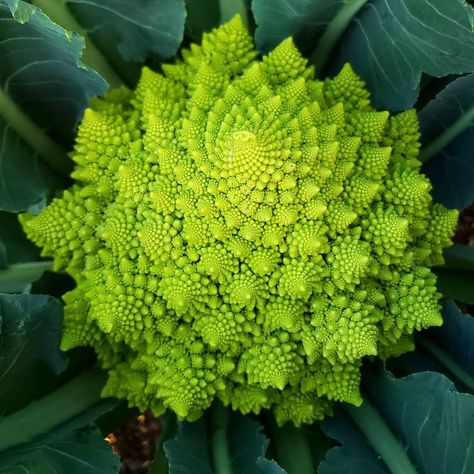 Kitchen Mural, Romanesco Cauliflower, Romanesco Broccoli, Fractals In Nature, Broccoli Plant, Cauliflower Plant, Growing Broccoli, Book Edits, Gardening Inspiration