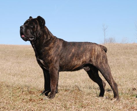 Champion Cane Corso Cane Corso Brindle, Black Cane Corso Dog, King Corso Dog, King Corso, Black Cane Corso, Cane Corso Breeders, Mastiff Puppies For Sale, Cane Corso Italian Mastiff, Cane Corso Mastiff