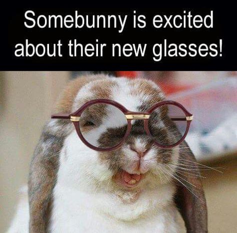 Funny Optometry Memes, Optical Store Design, Animals In Glasses, Animals Wearing Glasses, Optometry Humor, Eye Jokes, Optician Marketing, Optometry School, Optometry Office