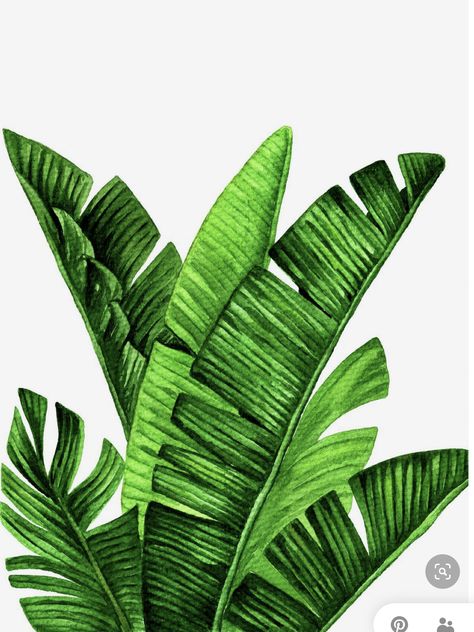 Palm Tree Drawing, Banana Leaf Print, Leaf Images, Banana Tree, Palm Leaves Print, Leaf Drawing, Monstera Plant, Tropical Art, Tree Drawing