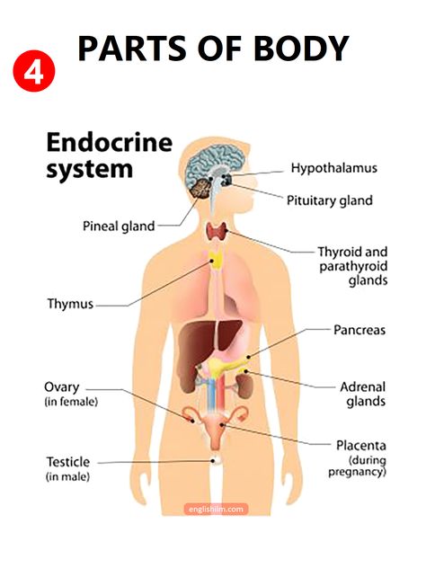 Human Endocrine System, Body Human, Human Body Organs, Human Organ, Human Body Parts, Organ System, Parts Of The Body, Large Intestine, Circulatory System