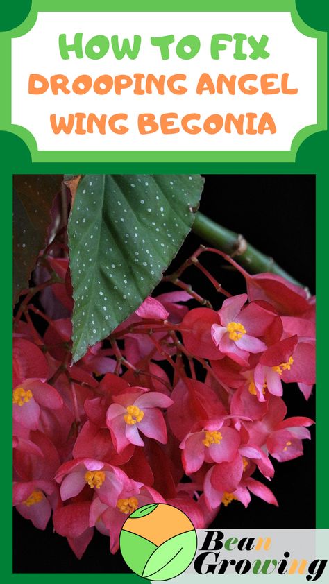 Angel Wing Begonia, Drip Irrigation Kit, Insecticidal Soap, White Flies, Plant Problems, Perennial Shrubs, Powdery Mildew, My Angel, Dragon Wings