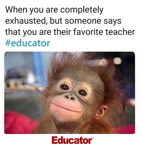 Teacher Humour, Teacher Memes Funny, Teaching Memes, Teacher Encouragement, Classroom Memes, Teacher Quotes Funny, Teaching Humor, Teaching Quotes, Teacher Memes