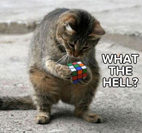 This cat, who can't even comprehend the complexities of an alien device he just discovered: Funny Puzzles, Söt Katt, Image Chat, Funny Cat Pictures, Funny Animal Pictures, 귀여운 동물, Crazy Cats, Cat Pics, Cat Love