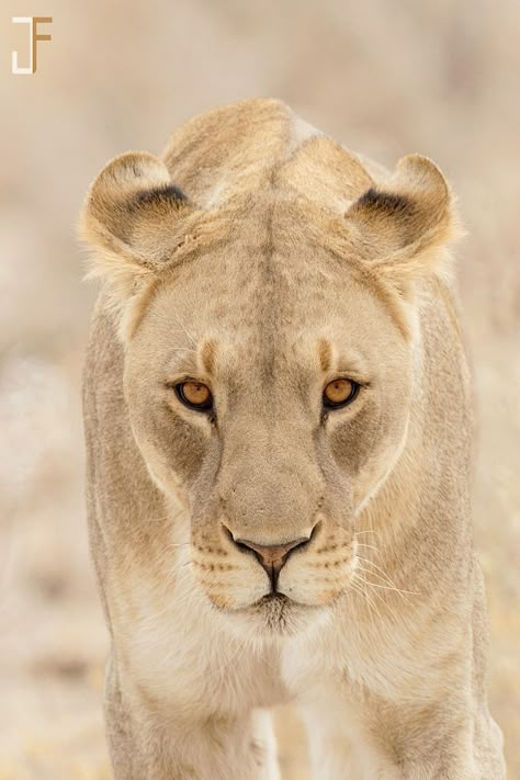 No Looking Back, Female Lion, Lion Photography, Lions Photos, Cat Anatomy, Lion Love, Paws And Claws, Animal References, Animal Heads