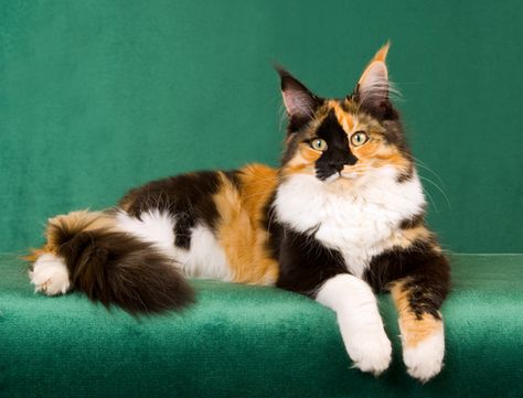 Calico cats are cool, there’s no denying that. From their interesting tricolor patterns to their well-known sweet personalities, calico cats have captured the hearts of many people all around the world! So we’ve put together a list of the many … Calico Cat Pattern, Cats Facts, Brown Cats, Calico Kittens, Most Popular Cat Breeds, Domestic Cat Breeds, Popular Cat Breeds, Calico Cats, Calico Kitten