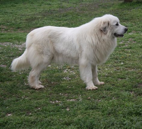 White Retriever, Mountain Dog Breeds, Names Male, Pyrenees Puppies, Great Pyrenees Puppy, Pyrenean Mountain Dog, Animals Jokes, Puppies Pictures, Pyrenees Dog