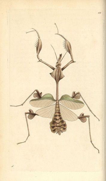 Wandering violin mantis, Indian rose mantis, Gongylus gongylodes.. Handcolored copperplate zoological engraving from George Shaw and Frederick Nodders The Naturalists Miscellany, 1792 #MediaStorehouse Watercolor Art Inspiration, Seek To Understand, Mo Ganji, Indian Rose, Medieval Tattoo, Frida Art, Science Astronomy, Fauna And Flora, Bug Art