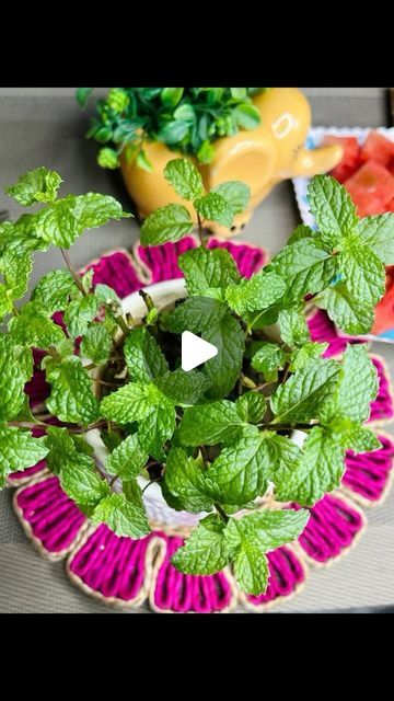 My Cooking Story on Instagram: "How to grow Mint at Home? Free of cost 😃💲💲
.
.
.
#mint #mintgreen #mintchutney #howtogrowmint #Reels #reelinstagram #reelitfeelit #easyrecipe #cookingstoryofficial" How To Grow Mint In Water, How To Regrow Mint, Growing Mint Outdoors, Harvesting Mint, How To Take Care Of Mint Plant, How To Grow Mint, Grow Mint, Growing Mint, Home Free