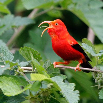 Hawaiʻi Birding Trails | iiwi Hawaiian Honeycreeper, Hawaiian Birds, Black Wings, Fiery Red, Salmon Color, Nature Trail, Watercolor Bird, Scarlet, Feathers