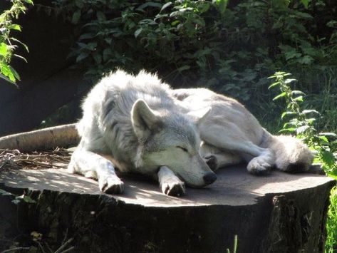 Sleeping Wolf, White Wolf, Wolves, A Tree, Memes, White