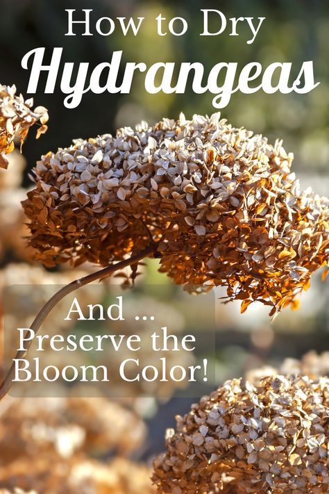 Spray Paint Hydrangeas, Baking Soda For Hydrangeas, Drying Hydrangeas How To, How To Dry Hydrangeas Diy, Dry Hydrangeas How To, How To Preserve Hydrangea Flowers, How To Dry Hydrangea Flowers, Dried Hydrangeas Decor Ideas Fall, Dried Hydrangeas Decor Ideas