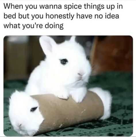 Gonna be a spicy Thursday with the 160st eromeme album. Bring a tortilla and get your fill. - eromeme post - Imgur Funny Grunge, White Rabbits, Funny Bunnies, Baby Bunnies, Hamsters, Rodents, White Rabbit, Cute Creatures