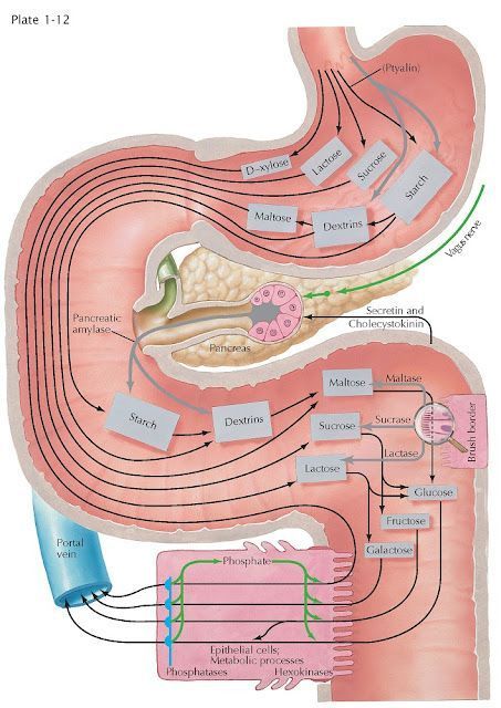 Anatomy Education, Basic Anatomy And Physiology, Nurse Study Notes, Medical Videos, Biomedical Science, Human Body Anatomy, Biology Lessons, Medical School Studying, Medical School Essentials