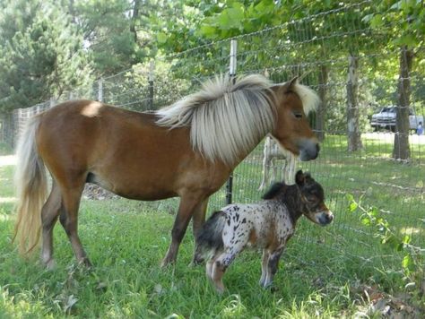 Everyone Thought It To Be A Normal Foal : AmazingPandph Miniature Horse Foal, Horse Foal, Tiny Horses, Cutee Animals, Mini Pony, Therapy Animals, Cute Small Animals, Pregnancy Signs, Mini Horse