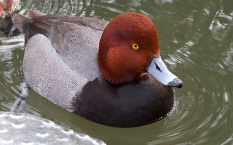 Redhead Duck, Waterfowl Taxidermy, Duck Mount, Duck Photography, Steam Trains Photography, Decoy Carving, Christmas Yard Art, Duck Hunter, Bird Carving