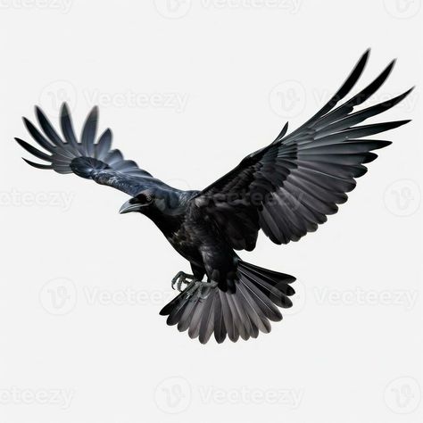 Flying black crow isolated Raven Flying, Crow Flying, Crow Images, Crows Drawing, Crow Tattoo Design, Crow Painting, Crow Tattoo, Crow Bird, Raven Tattoo