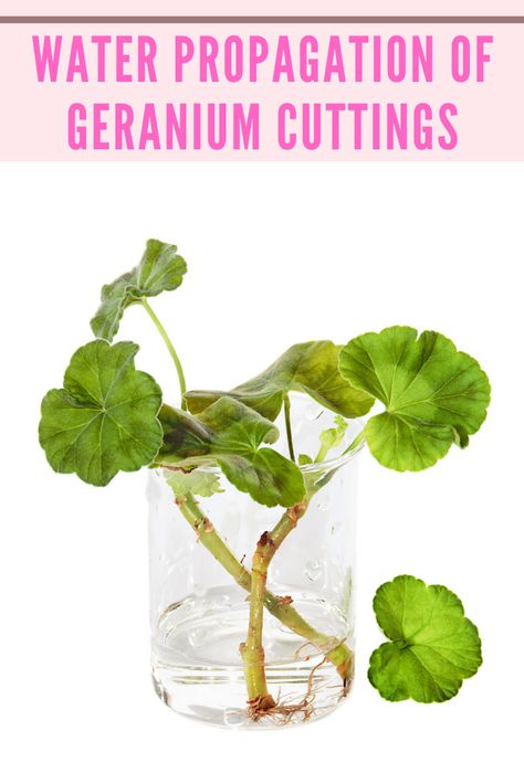 overwintering-geraniums-cuttings Rooting Geranium Cuttings, Growing Geraniums Indoors, How To Propagate Geraniums Plants, Geranium Cuttings How To Take, Propagating Geraniums From Cuttings, How To Overwinter Geraniums, How To Propagate Geraniums, Over Wintering Geraniums, Geranium Propagation