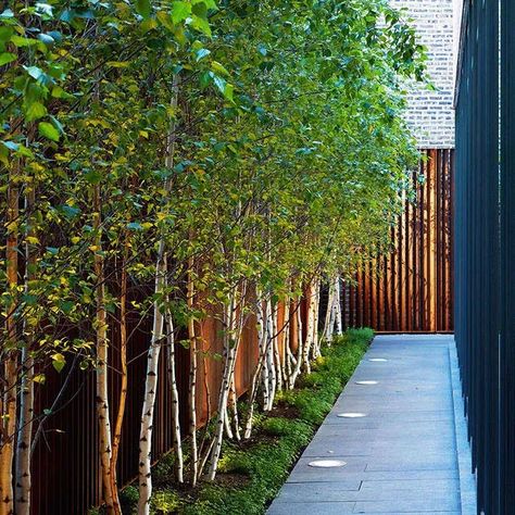 Pleached Trees, Landscaping Along Fence, Backyard Trees, Privacy Trees, Privacy Landscaping, Small Front Yard Landscaping, Small Front Yard, Sloped Garden, Modern Landscape Design