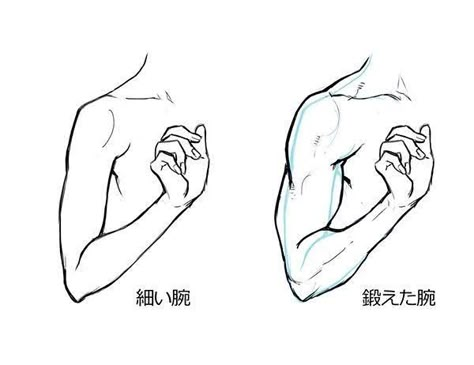 Muscles Illustration, Muscles Anatomy, Muscular Woman, Arm Drawing, Male Figure Drawing, Human Figure Drawing, Hand Drawing Reference, Body Reference Drawing, Poses References