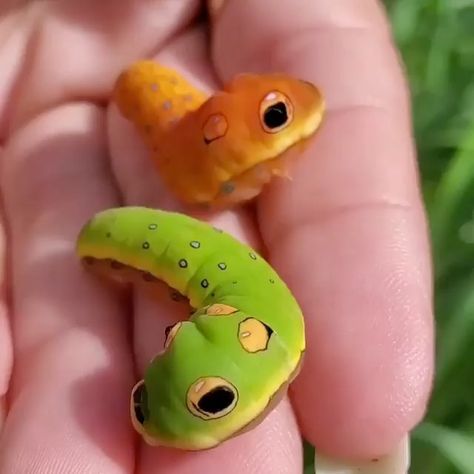 Butterfly World ™ on Instagram: “Cute Caterpillars 😍🐛🦋 . Give this beautiful some love and shares🦋🌸✨ . . For more butterflies content🦋✨ Follow➡️ @the_soul_of_butterflies…” Butterfly World, Cute Caterpillar, Cool Insects, Art Forest, Bugs And Insects, Amazing Animals, Weird Animals, Animal Planet, Insta Photo