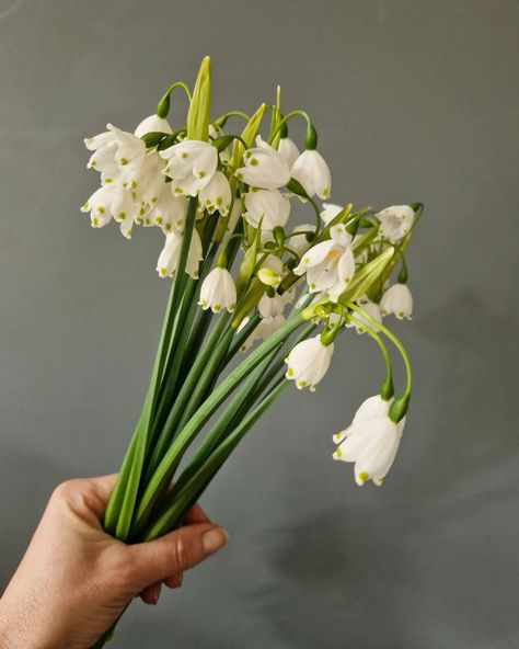 Snowflakes...gotta love these delicate flowers for creating a bit of bounce in a Spring bouquet 🥰 #springflowers #britishflowers #bristolflorist #floralinspiration #flowersfromthefarm #britishgrownflowers #britishgrowers #growninbristol Snowdrops Bouquet, Snowdrop Bouquet, Snowflake Flower, White Lily Flower, British Flowers, White Lily, Spring Bouquet, Delicate Flowers, White Lilies