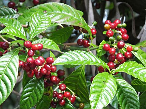 Coffee Plant: Care and Growing Guide Coffee Tree Plant, Starbucks Moodboard, Coffee Bean Plant, Tattoo Cafe, Coffee Plants, Growing Coffee, Fruit Names, Coffea Arabica, Bean Plant