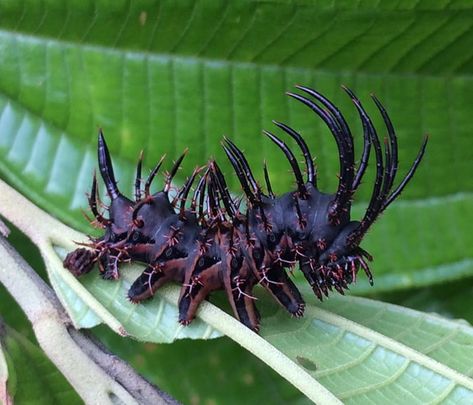 Macro Fotografia, Cool Insects, Moth Caterpillar, Cool Bugs, Interesting Animals, Beautiful Bugs, 다크 판타지, Creepy Crawlies, Arthropods