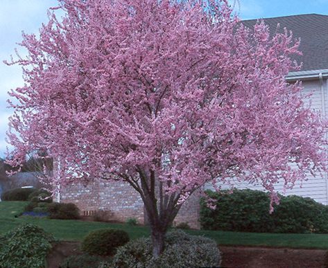 Elk Grove, CA - Some of the most beautiful trees in our area right now are Purple Leaf Flowering Plum trees. Plum Tree Care, Purple Leaf Plum Tree, Flowering Plum Tree, Inexpensive Landscaping, Plum Trees, Landscaping Trees, Tree Pruning, Specimen Trees, Plum Tree