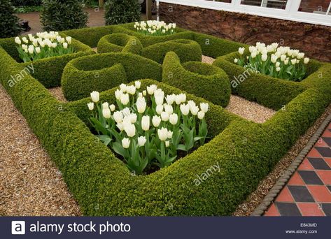 Box Hedges, Rocks Garden, Knot Garden, Box Hedging, Garden Hedges, Garden Designer, White Tulips, Garden Boxes, Color Filter