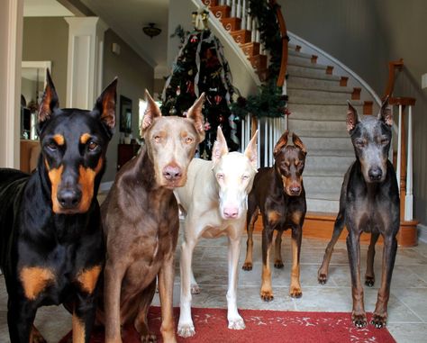 If this was the door to my house... I would be in heaven!! Perro Doberman Pinscher, Dog City, Doberman Breed, Doberman Pinscher Dog, Doberman Dogs, Dream Dog, Dream Family, Dog Help, Puppy Breeds