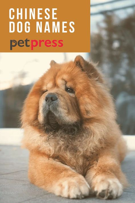 The 110+ Best Chinese Dog Names with Meanings Chinese Dog, Cutest Dog Ever, Chinese Name, Dog Names, Pet Names, Animals And Pets, Pet Dogs, Cute Dogs, Meant To Be