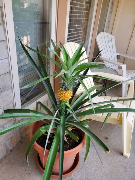 Indoor Pineapple Plant, Pineapple Bush, How To Plant A Pineapple Top How To Grow, Planting A Pineapple Top, Pineapple Plant From Top, Pinapple Growing How Do, Models Polaroids, Grow A Pineapple, Dream Condo