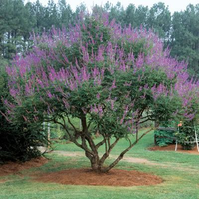 Vitex chaste tree, fast growing, Large clusters of lilac flowers, full sun, 15 - 25 feet tall Vitex Tree, Oklahoma Garden, Small Ornamental Trees, Digging Dogs, Clematis Armandii, Vitex Agnus Castus, Texas Plants, Agnus Castus, Chaste Tree