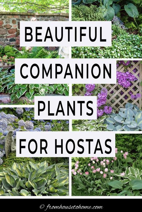 Landscaping Ideas For Hosta Companion Plants (What To Plant With Hostas) #fromhousetohome #shade #garden #plants #hostas #perennialgarden Giant Hostas Landscaping, Hosta Gardens Under Tree, Lavender And Hosta Garden, Hosta Border Ideas, Ferns And Hostas Flower Beds, Shaded Side Yard Ideas, Hasta Gardens, Where To Plant Hostas, Fern And Hosta Gardens