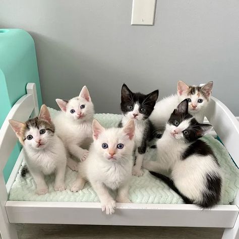 Six Kittens Get Chance at a Better Life Together, the Love They Have for Each Other is Immeasurable - Love Meow Cats Together, Tiny Kittens, Tiny Kitten, Cute Cats And Kittens, Better Life, Animal Pictures, Cats And Kittens, Cute Cats, Philadelphia