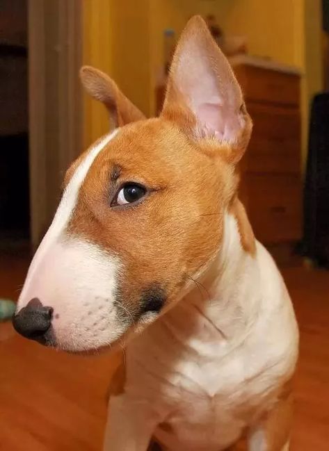 14 Reasons English Bull Terriers Are The Worst Indoor Dog Breeds Of All Time 5 Mini Bull Terriers, Miniature Bull Terrier, Dapper Dogs, English Bull Terrier, Yorkshire Terrier Puppies, English Bull Terriers, Indoor Dog, Terrier Puppies, Terrier Puppy