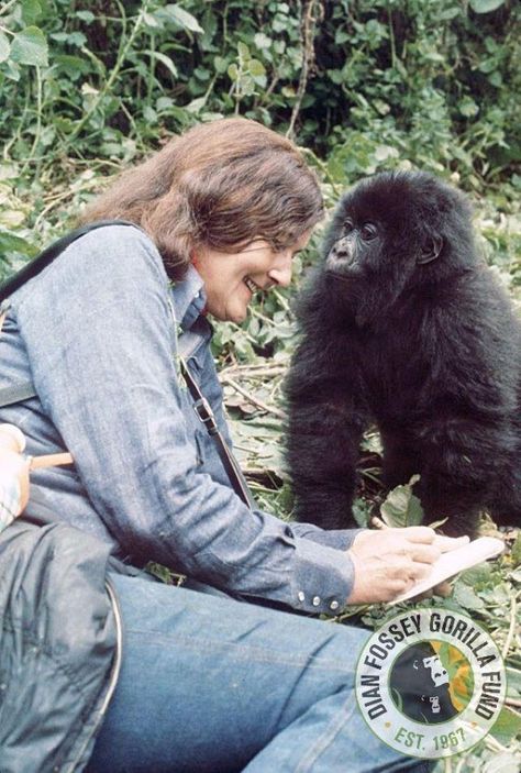 'Winsome And Appealing' Poppy: Saying Goodbye To The Last of Dian Fossey's Mountain Gorillas Gorillas In The Mist, Dian Fossey, Gorilla Gorilla, Jane Goodall, Archaeology News, Mountain Gorilla, Great Ape, The Mist, Like Animals