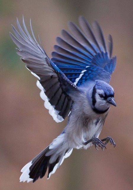 https://pin.it/334n7GOj8 Canadian Birds, Bird Landing, Blue Jay Bird, Bird In Flight, Jay Bird, Flying Birds, Bird Wings, Pretty Animals, Amazing Images