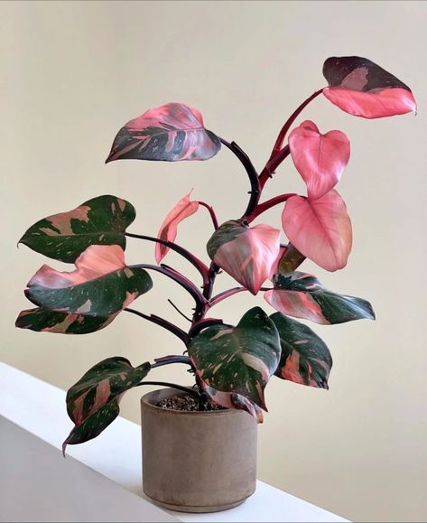 Pink Leaf Plant, Garden Front Porch, Pink Princess Philodendron, Princess Philodendron, Philodendron Pink Princess, Amazing Plants, Future Bedroom, Vanda Orchids, Plant Mama