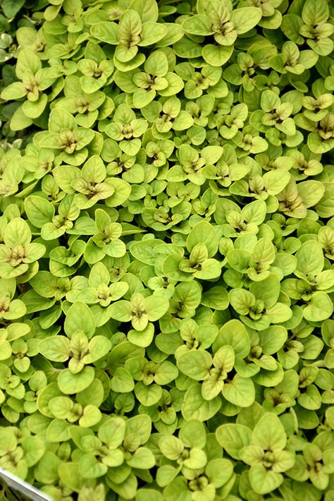 Click to view a full-size photo of Golden Oregano (Origanum vulgare 'Aureum') at Longfellow's Greenhouses Golden Oregano, Oregano Flowers, Sammamish Washington, Waterville Maine, Oregano Plant, Origanum Vulgare, Classic Landscape, Low Water Gardening, Mountain Nursery