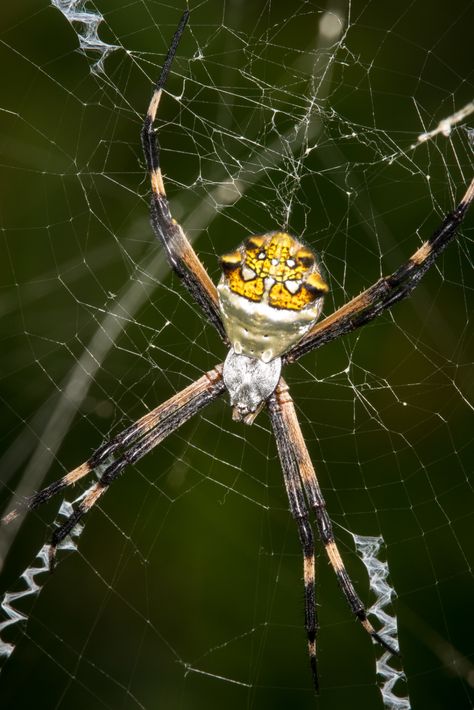 Silver Garden Orbweaver from Stann Creek District, Belize on January 23, 2020 at 01:31 PM by David Cappaert · iNaturalist Golden Orb Weaver Spidersona, Orbweaver Spider, Golden Orb Spider, Garden Orb Weaver Spider, Spiny Orb Weaver Spider, Orb Weaver Spider, Silver Garden, Orb Weaver, January 23