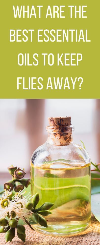 Essential Oils To Repel Flies, What Essential Oils Repel Flys, Essential Oil For Flies, Essential Oils To Get Rid Of Flies, Fly Repellant Diy Outdoors Essential Oil, Essential Oils For Gnats Diffuser, Essential Oil Fly Repellant, Fly Repellant Diy, Essential Oils For Mosquitoes