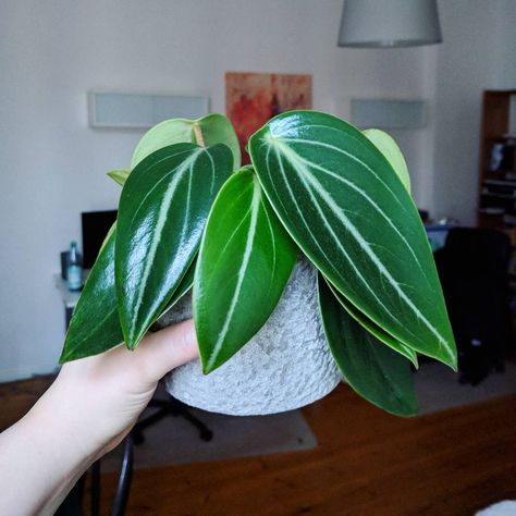 PeperomiaMaculosa (@berlinplantgirl) Peperomia Maculosa, Peperomia Plant, Plants Are Friends, Garden Wallpaper, Inside Plants, House Plants Decor, House Plants Indoor, Pretty Plants, Plant Mom