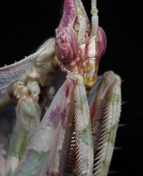 Orchid Mantis, Cool Bugs, Beautiful Bugs, Praying Mantis, Creepy Crawlies, Arthropods, Pretty Animals, Arachnids, Bugs And Insects