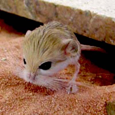 let me introduce, pigmy jerboa, the smallest rodent in the world Jumping Mice, Deer Photos, Incredible Creatures, Cool Animals, Silly Animals, Animals Of The World, Hamsters, Cute Creatures, Little Animals