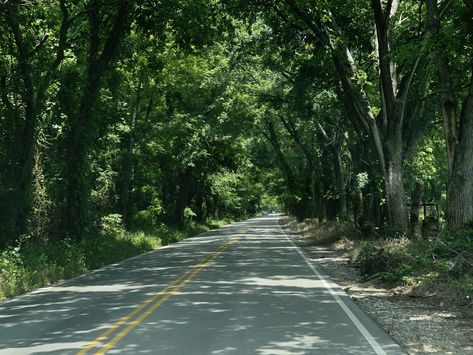 these trees are so beautiful. its almost if these trees are arching over the road and guarding the road from the dangers of the outside world… #nature #trees #photography #aesthetic Road Construction Photography, Trees Hanging Over Road, Road Tree Background, Road Between Trees, Forest Road Aesthetic, Outside World, Arch, The Outsiders, Forest