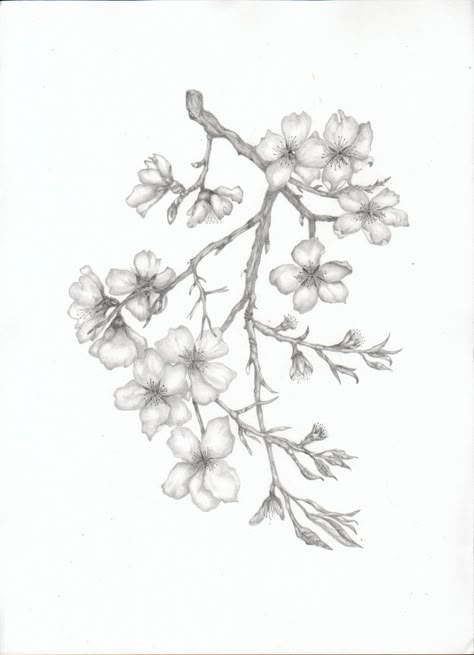 Almond Blossom Branch Almond Tree Drawing, Cheery Blossoms Drawing, Almond Tattoo, Almond Tree Tattoo, Almond Tree Branch Tattoo, Almond Flower Tattoo, Blossom Branch Drawing, Cheery Blossoms Tattoo, Almond Blossom Tattoo