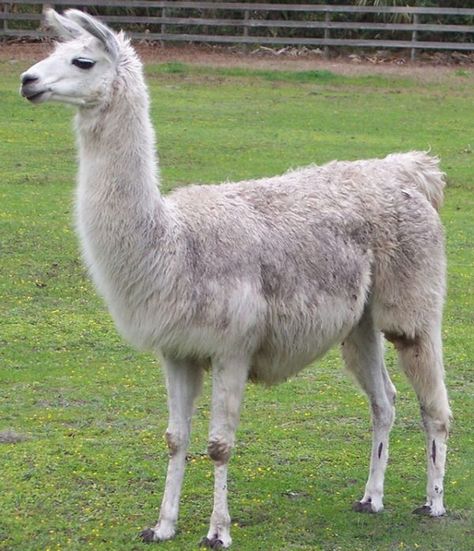 Lama Animal, Llama Images, Llama Drawing, Llama Arts, Alpaca Clothing, Drama Llama, American Quarter Horse, Llama Alpaca, Illustration Ideas